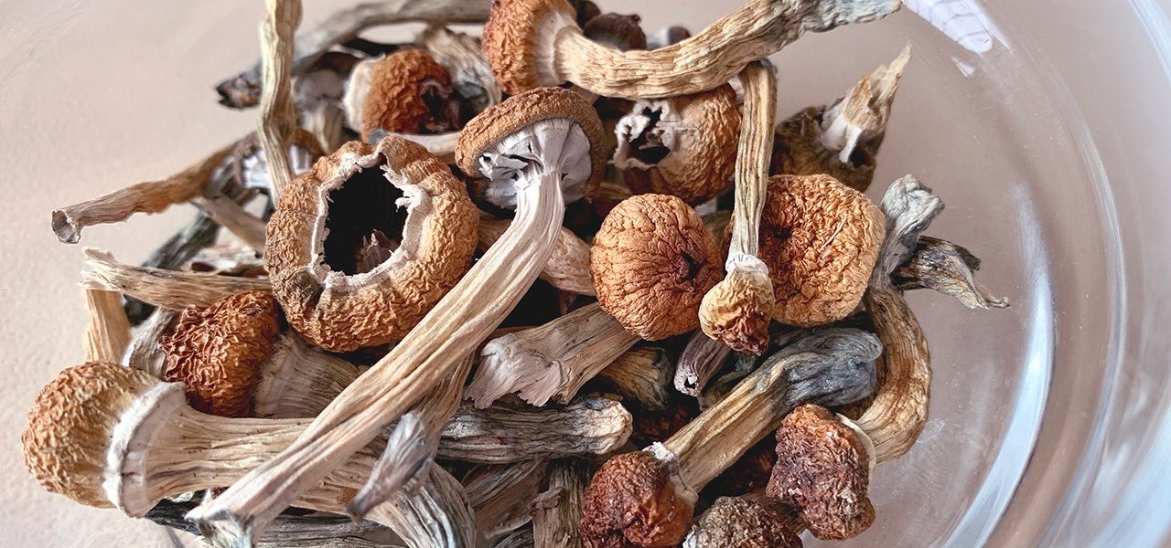 Fungi’s Forgotten Promise: Can ‘Magic’ Mend Minds, Reshaping Global Policy?