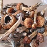 Fungi’s Forgotten Promise: Can ‘Magic’ Mend Minds, Reshaping Global Policy?