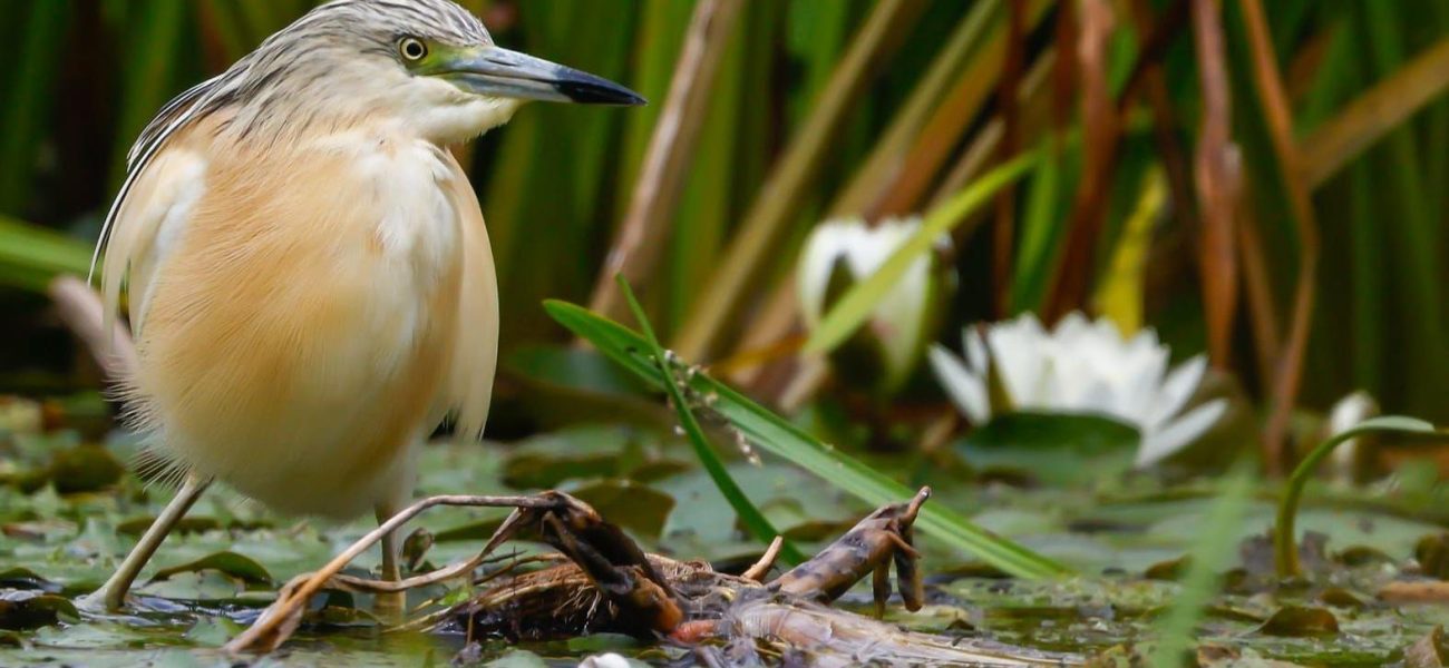 Fringe Feather-Finder: Rare Heron’s Flight Exposes Delta’s Deep Divisions
