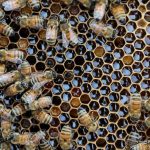 Honey Drought: South Korea’s Silent Collapse Echoes a Global Food Crisis
