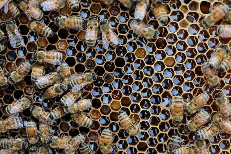 Honey Drought: South Korea’s Silent Collapse Echoes a Global Food Crisis