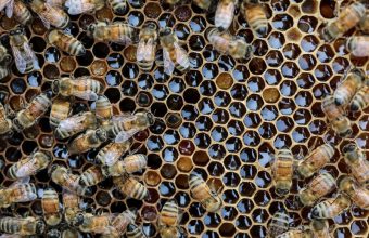 Honey Crisis: A Tiny Colony’s Plight Stings South Korea’s Agri-Economy