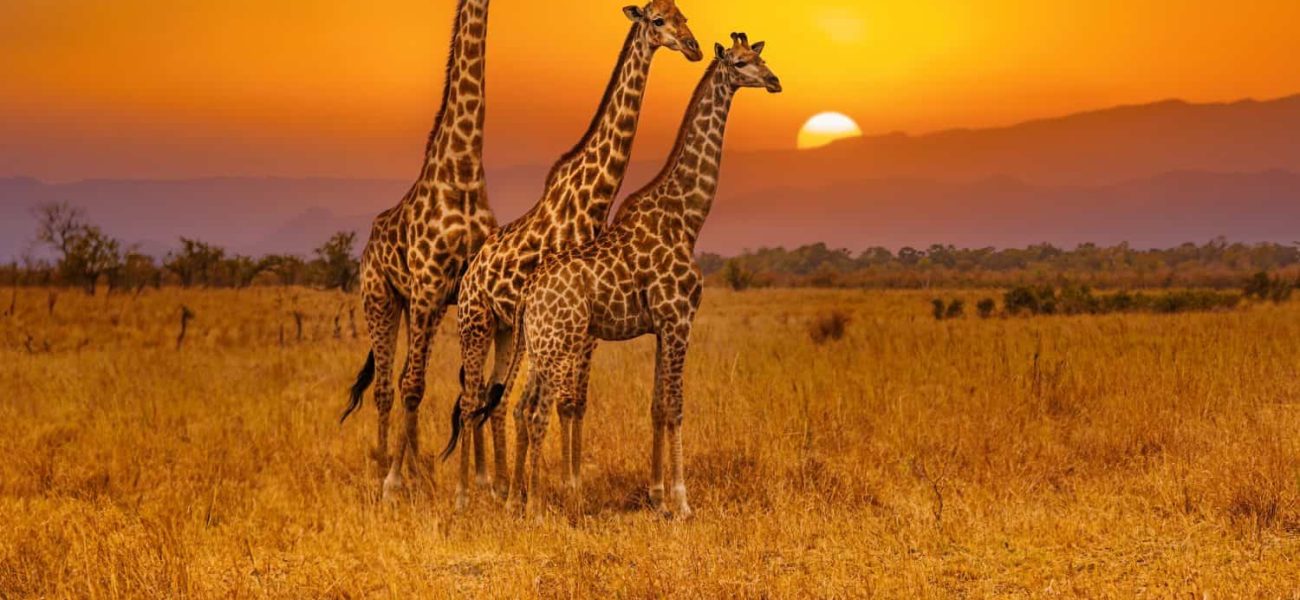 Africa’s Pristine Paradox: When Wilderness Becomes a Policy Minefield