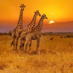 Africa’s Pristine Paradox: When Wilderness Becomes a Policy Minefield