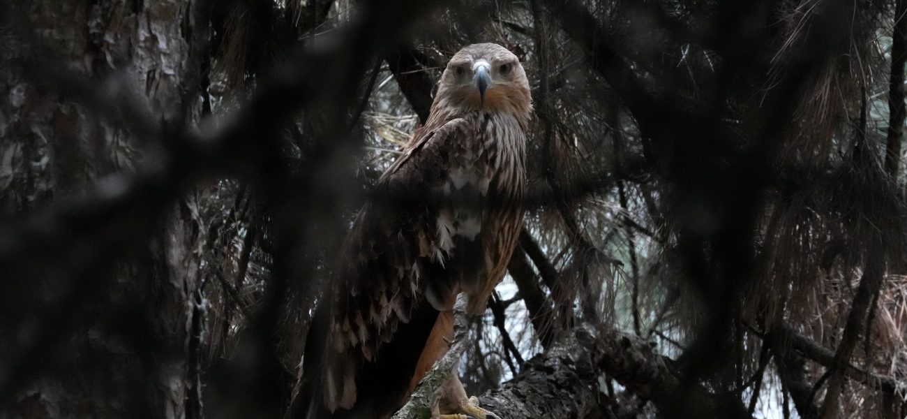 Feliks’ Freedom Flight: Serbia’s Eagle Snatch Reveals Shady World of Illegal Wildlife