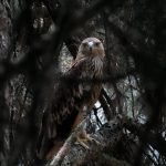 Feliks’ Freedom Flight: Serbia’s Eagle Snatch Reveals Shady World of Illegal Wildlife