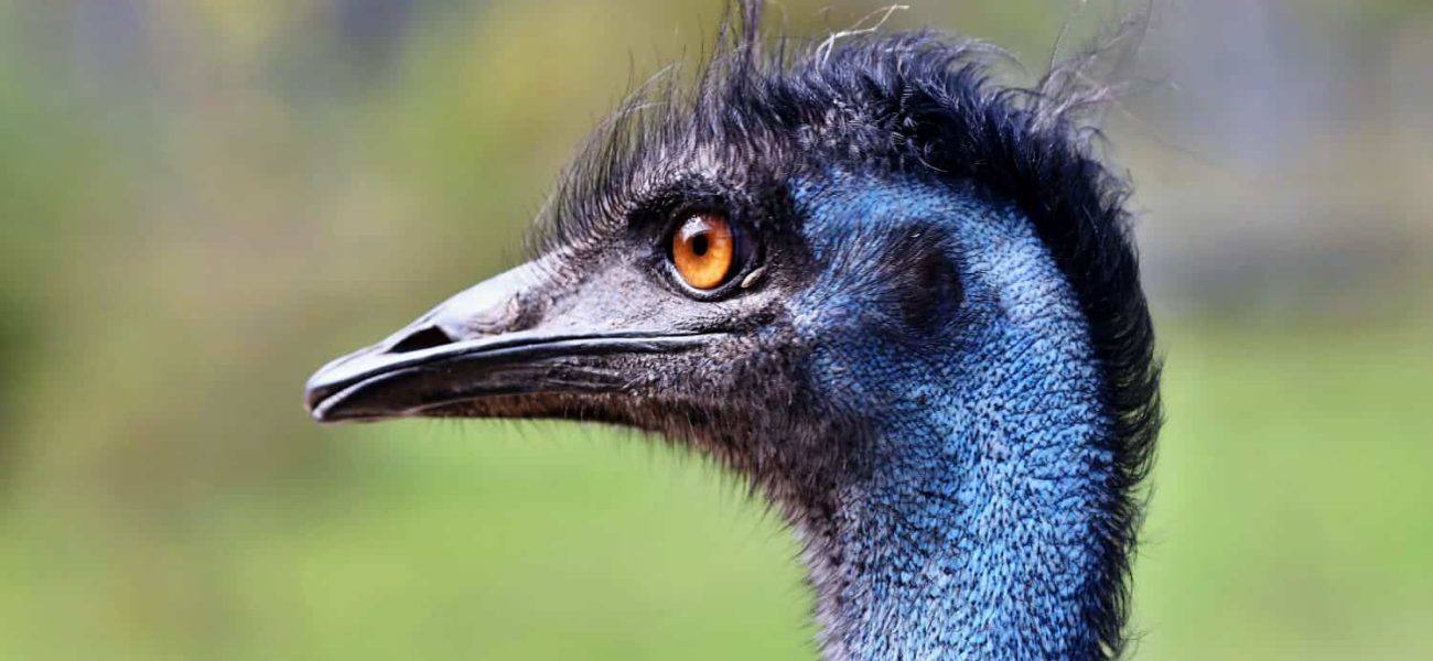 The Ghost in the Garden: How an Empress’s Emu Marked an Age of Vanishing