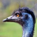 The Ghost in the Garden: How an Empress’s Emu Marked an Age of Vanishing The Ghost in the Garden: How an Empress’s Emu Marked an Age of Vanishing
