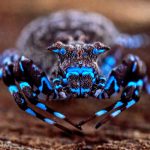 Twilight Frontier: New Species Haul Challenges Old Maps, Raises Islamabad’s Stakes Twilight Frontier: New Species Haul Challenges Old Maps, Raises Islamabad’s Stakes