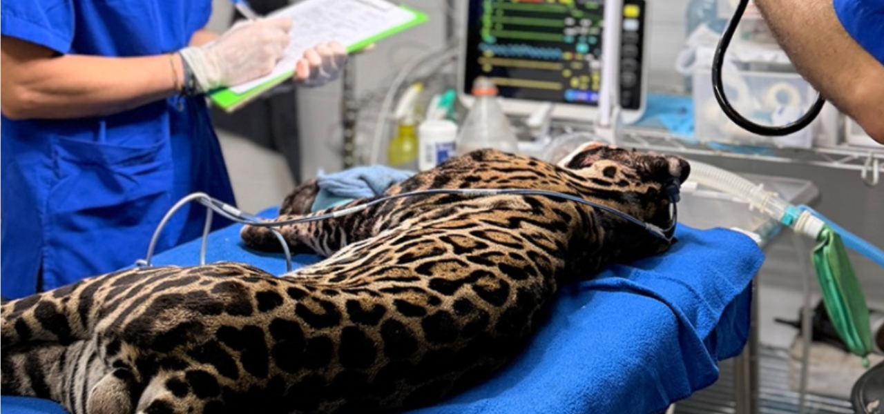 Brazil’s Thermal Vision: An Injured Ocelot, Dual-Use Drones, and the New Global Surveillance Frontier