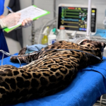 Brazil’s Thermal Vision: An Injured Ocelot, Dual-Use Drones, and the New Global Surveillance Frontier