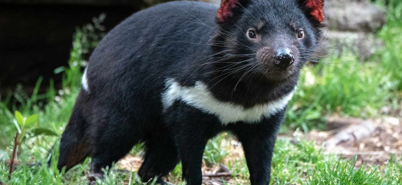 Tasmania’s Great Escape: When Wildness Shatters the Façade of Human Control