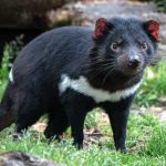 Tasmania’s Great Escape: When Wildness Shatters the Façade of Human Control