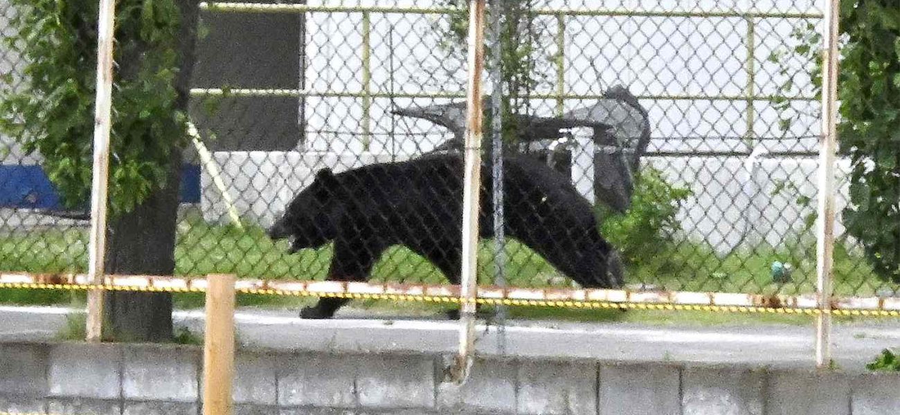Urban Frontier Breach: A Bear’s Rampage and the Thinning Veil of Civilization