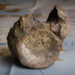 Ice Age Cache: How Antarctica’s Ancient Past Lingered Unseen in a London Drawer