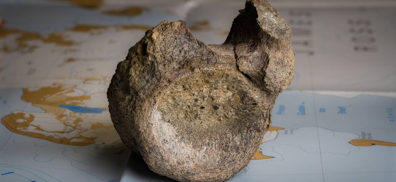 Antarctica’s Dinosaur Bone: A Bureaucratic Find, a Planetary Re-think