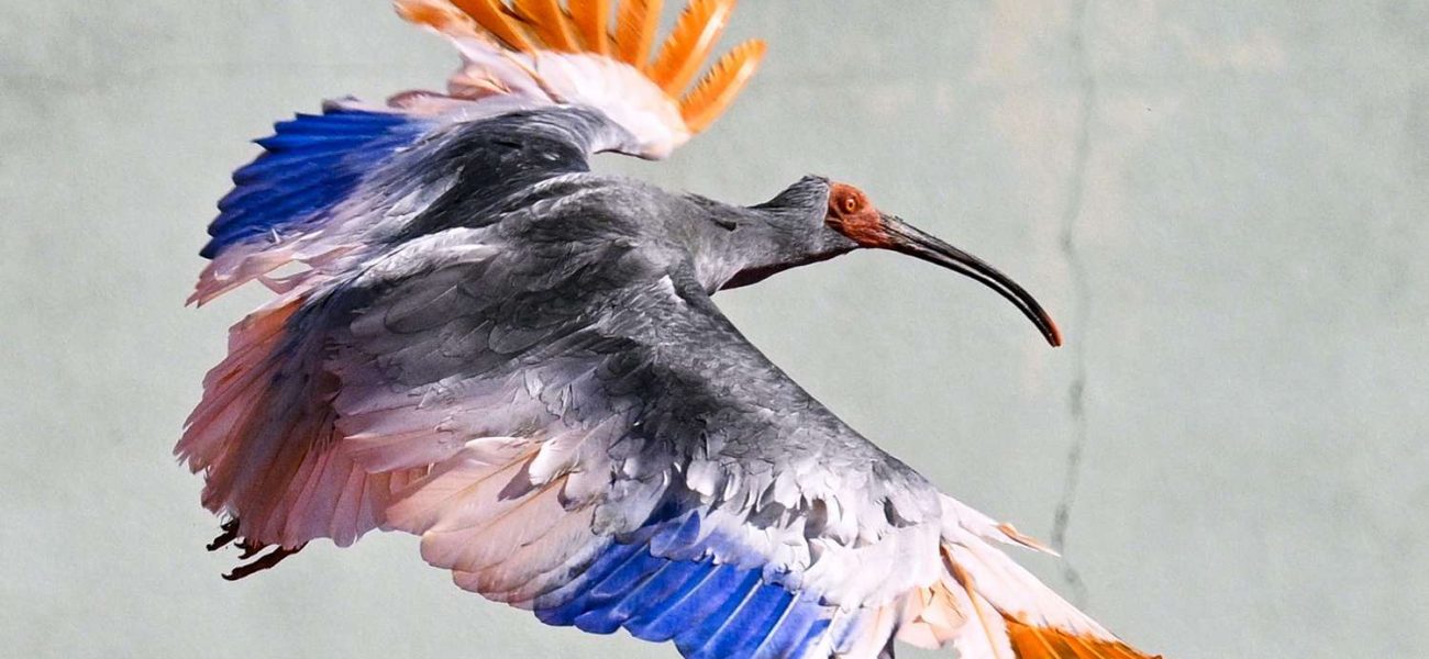 Japan’s Imperial Birds Soar Again: A Policy Rebirth, Not Just a Flight