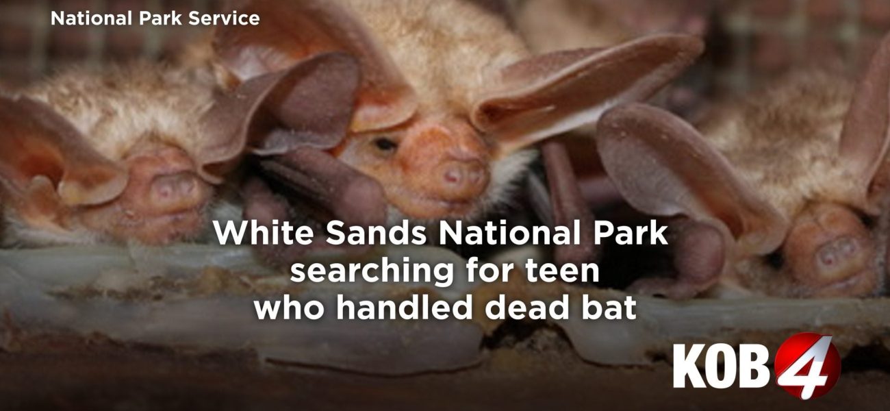Dead Bat Dilemma: White Sands Seeks Teen After Rabies Scare Ignites Park’s Public Health Puzzle