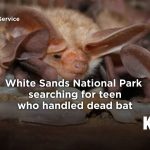Dead Bat Dilemma: White Sands Seeks Teen After Rabies Scare Ignites Park’s Public Health Puzzle