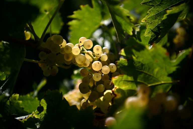 Vineyard’s Last Stand: France Plants Forests Against a Warming Future