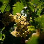Ancient Roots, New Threats: French Vintners Turn to Trees as Climate Warms