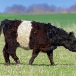 Agribusiness Grim Reckoning: Herd Extermination Signals Systemic Cracks in Regulatory Oversight