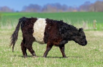 Agribusiness Grim Reckoning: Herd Extermination Signals Systemic Cracks in Regulatory Oversight
