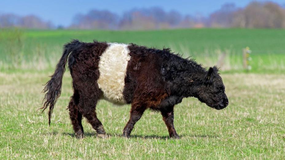 Agribusiness Grim Reckoning: Herd Extermination Signals Systemic Cracks in Regulatory Oversight