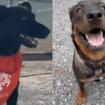Fuzzy Diplomacy: New Mexico Canines, Global Narratives, and the Shifting Sands of Allegiance