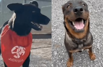 Fuzzy Diplomacy: New Mexico Canines, Global Narratives, and the Shifting Sands of Allegiance