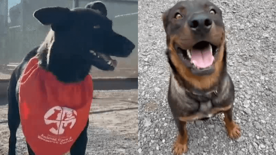 Fuzzy Diplomacy: New Mexico Canines, Global Narratives, and the Shifting Sands of Allegiance