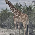 Texas Wild: The Peculiar Policy Predicament of a Wandering Giraffe