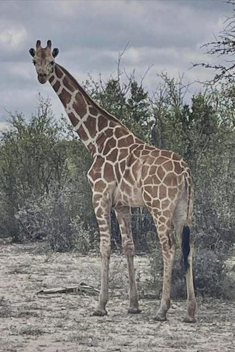 Texas Wild: The Peculiar Policy Predicament of a Wandering Giraffe