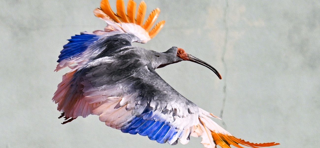 Japan’s Ghost Birds Soar Again: A Calculated Gambit Against Extinction’s Grip