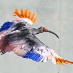 Japan’s Ghost Birds Soar Again: A Calculated Gambit Against Extinction’s Grip