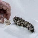 AI’s Ancient Gaze: Unburning Herculaneum’s Wisdom, Recharting Knowledge’s Horizon