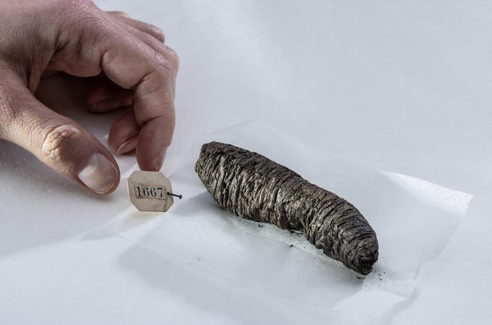 AI’s Ancient Gaze: Unburning Herculaneum’s Wisdom, Recharting Knowledge’s Horizon