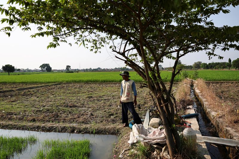 Jakarta’s Monsoon Gambit: A Desperate Dash to Fill Global Plates Before El Niño’s Wrath