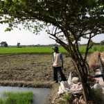 Asia Races Against Time: Indonesia’s Gambit to Beat El Nino’s Famine Shadow Asia Races Against Time: Indonesia’s Gambit to Beat El Nino’s Famine Shadow