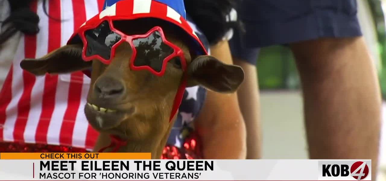 Albuquerque’s Quirky Cavalry: How a Goat with Star Glasses Rides Shotgun in the Battle for Veteran Family Solace