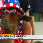 Albuquerque’s Quirky Cavalry: How a Goat with Star Glasses Rides Shotgun in the Battle for Veteran Family Solace