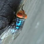 The Flesh-Eating Fly is Back: Texas Ranchers Face a Ghastly, Multi-Billion Dollar Throwback