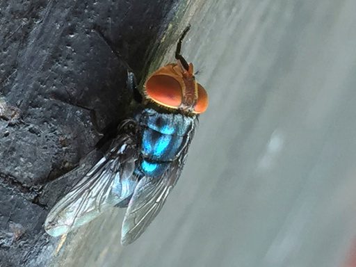 The Flesh-Eating Fly is Back: Texas Ranchers Face a Ghastly, Multi-Billion Dollar Throwback
