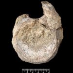 Antarctica’s Lost Titan: Decades-Long Bureaucratic Blunder Reveals Dinosaur History