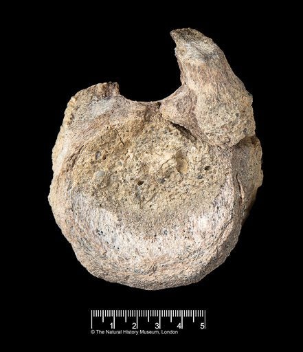 Antarctica’s Lost Titan: Decades-Long Bureaucratic Blunder Reveals Dinosaur History