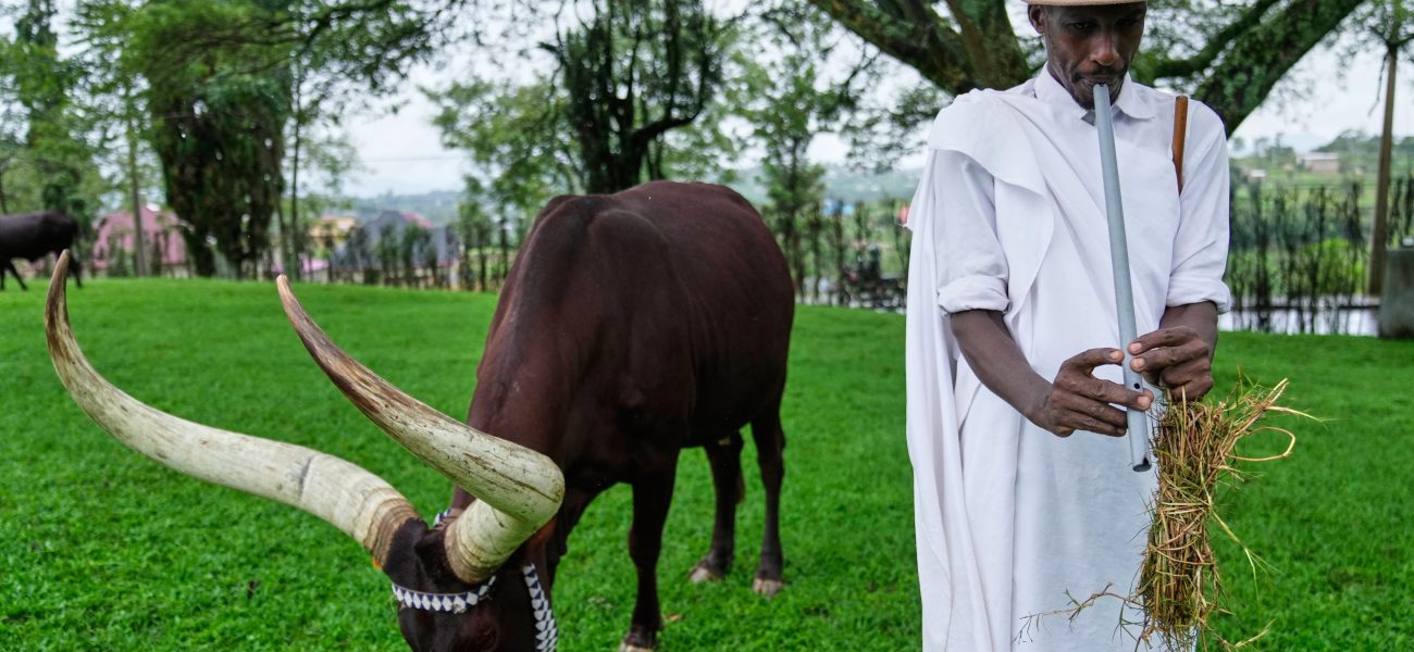 Horns of Plenty: Rwanda’s Poetic Embrace of Royal Bovine Puts Policy Makers on Notice