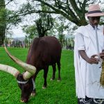 Horns of Plenty: Rwanda’s Poetic Embrace of Royal Bovine Puts Policy Makers on Notice