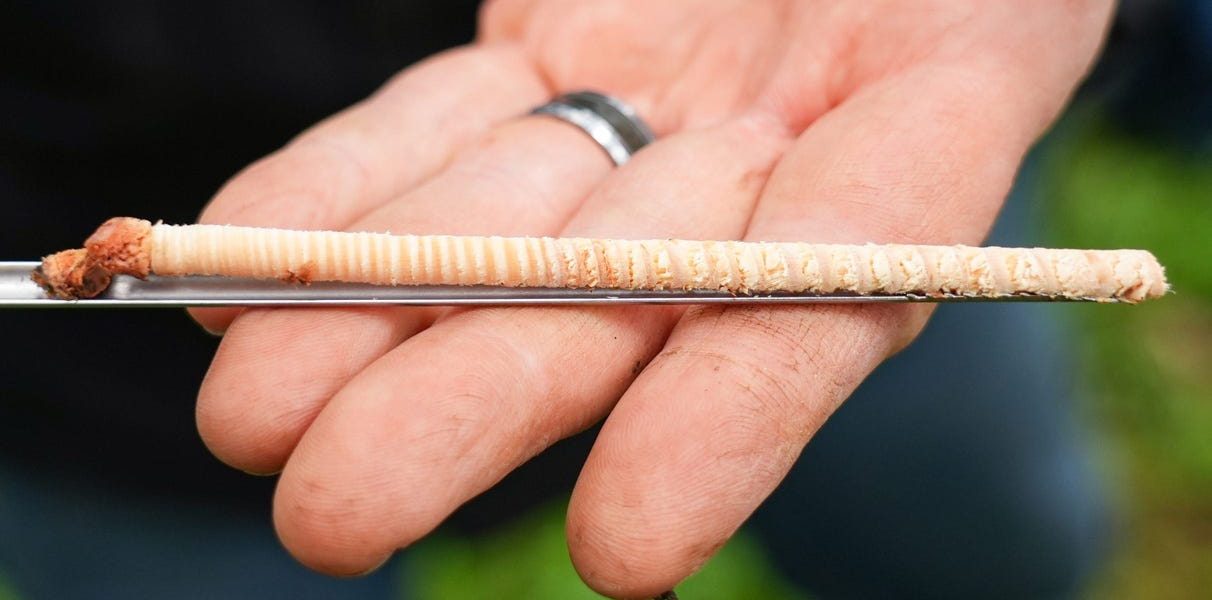 Ancient Timber Whispers: El Niño’s Iron Grip on Atlantic Storms Revealed