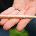 Ancient Timber Whispers: El Niño’s Iron Grip on Atlantic Storms Revealed