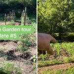 The Micro-Economy of a ‘Makeshift Moat’: Human Ingenuity Against Horticultural Adversity